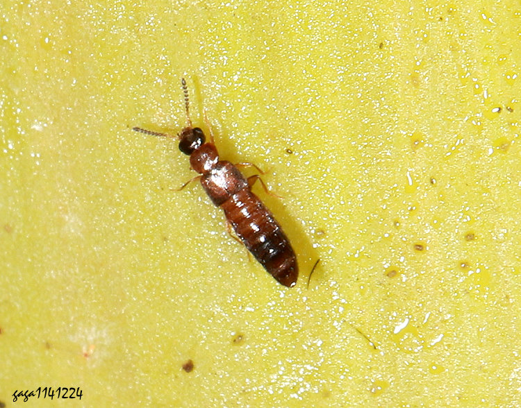 ������������ Gyrophaena sp.