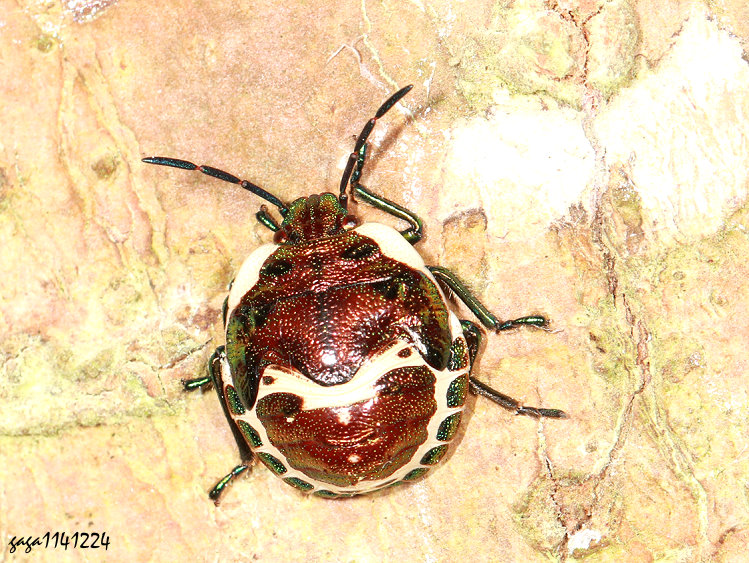 拉維斯氏寬盾椿 若蟲