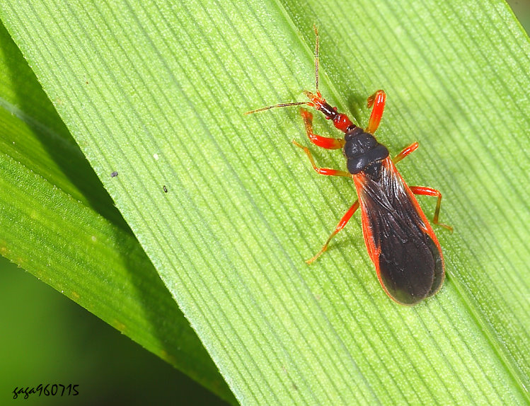 �����I�_�� Stenopirates yami