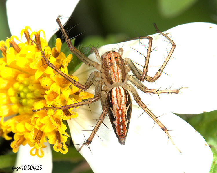 �ׯ��ߵ� Oxyopes sertatus 