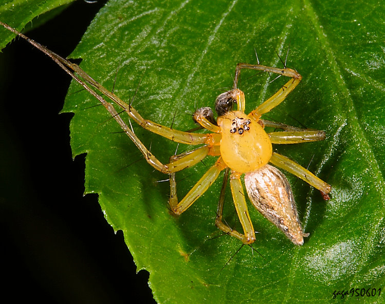 �ׯ��ߵ�(��)