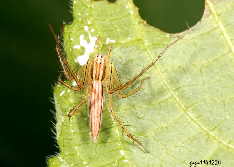 �ӯ��ߵ� Oxyopes macilentus 