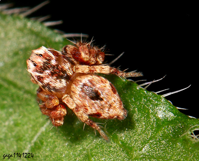 �ݫ��ߵ�Hamataliwa manca