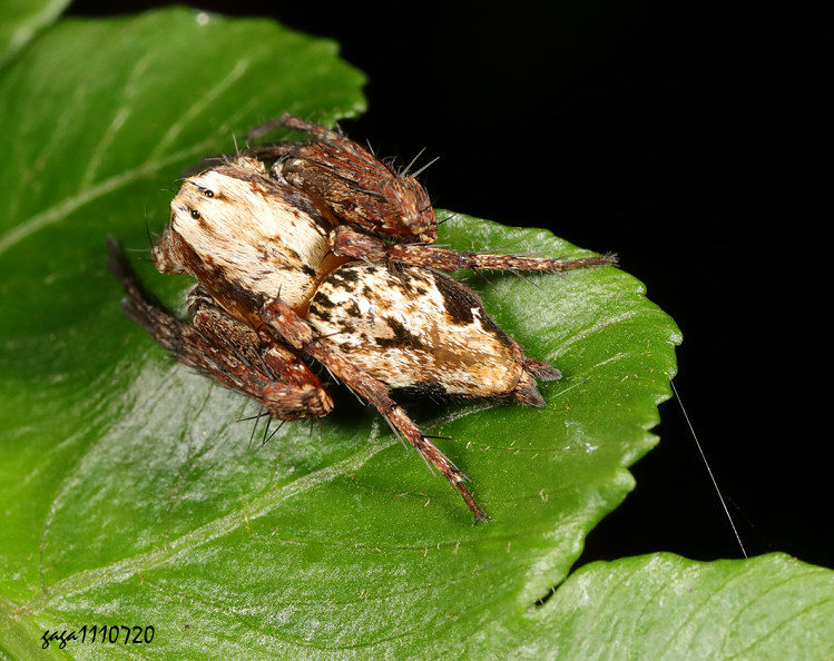 �ݫ��ߵ�Hamataliwa manca 