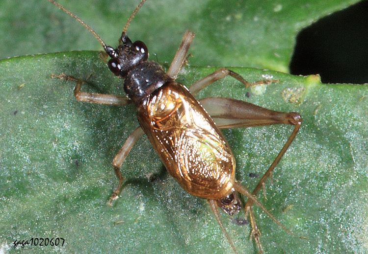 ���� Paratrigonidium striatum 