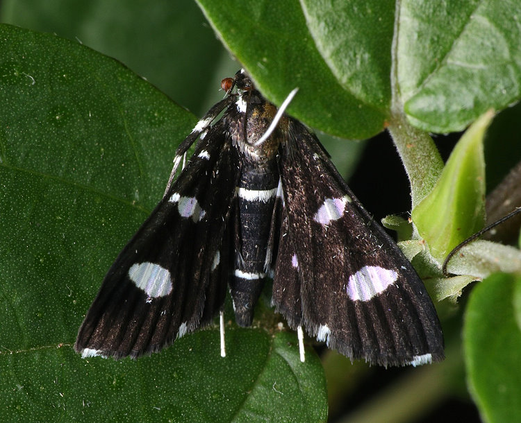 ������ Desmia discrepans