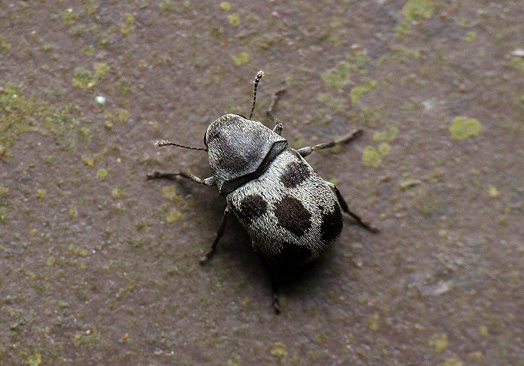 �����H���ά�Anthribidae  