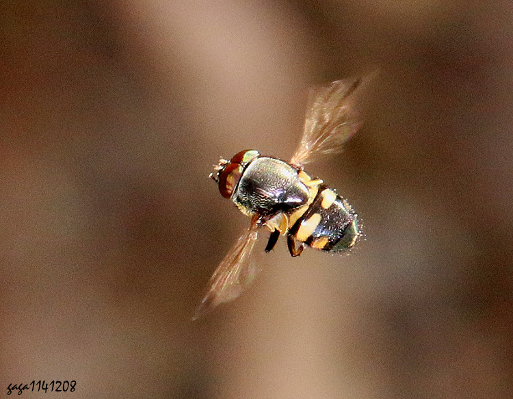 �¦��@�f�� Stomorhina discolor 
