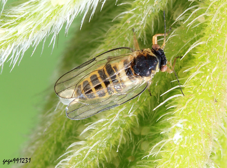 �s���¤콾&nbsp;Paurocephala trematos