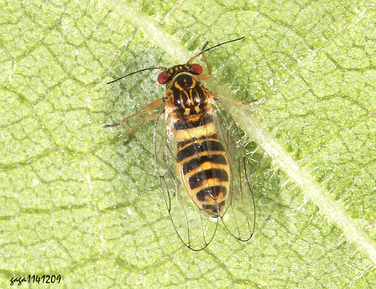 �x�W��콾 Paurocephala psylloptera