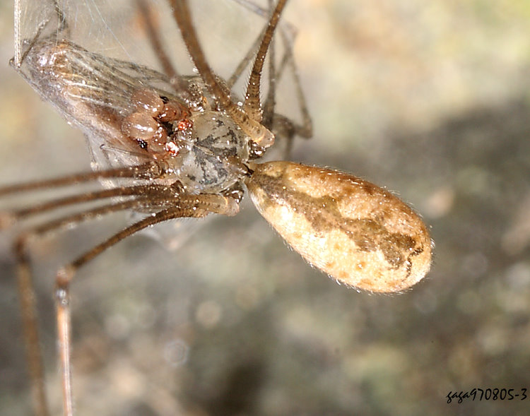 星斑幽靈蛛 Pholcus spilis 