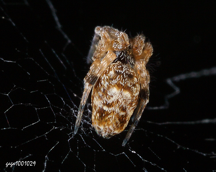 ���I��� Philoponella prominens 