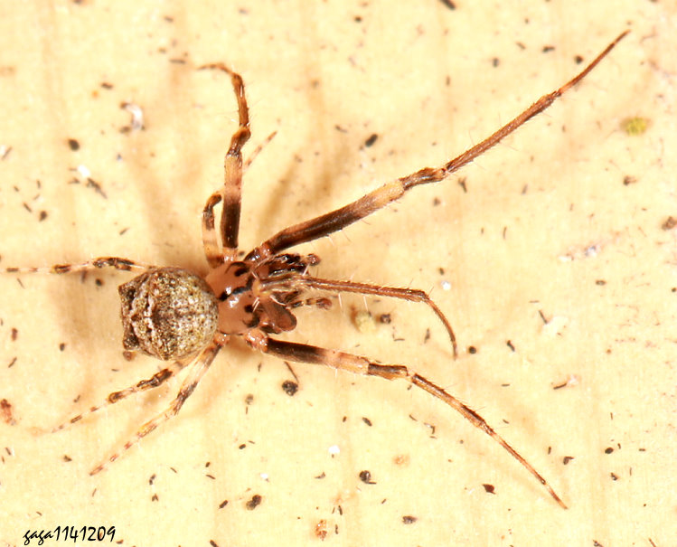 ���g�� Dolichognatha umbrophila