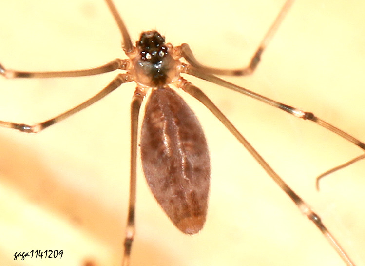 ���ܫ��F�� Pholcus fragillimus