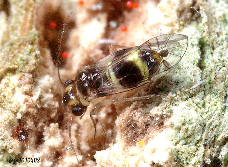 ������� Kolbia sp. 