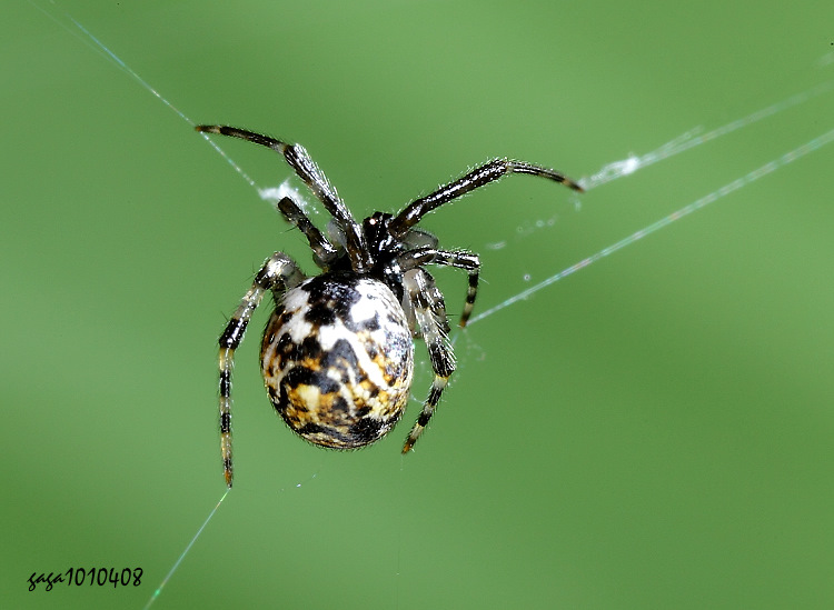 �������θ��� Parasteatoda songi