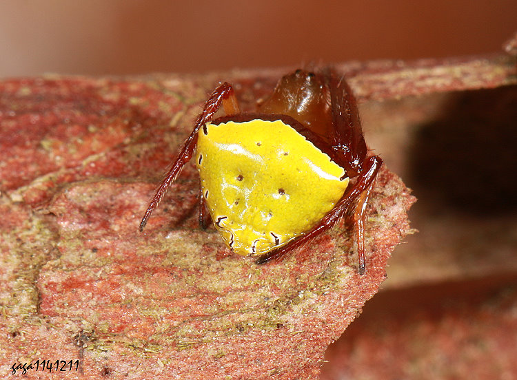 綠腹鬼蛛 Araneus viridiventris