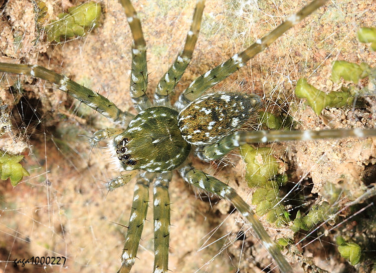 �r�]���� Qianlingula &nbsp;sp.     