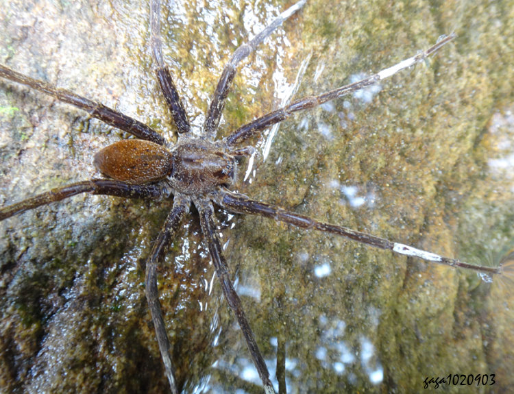 溪狡蛛 Dolomedes raptor