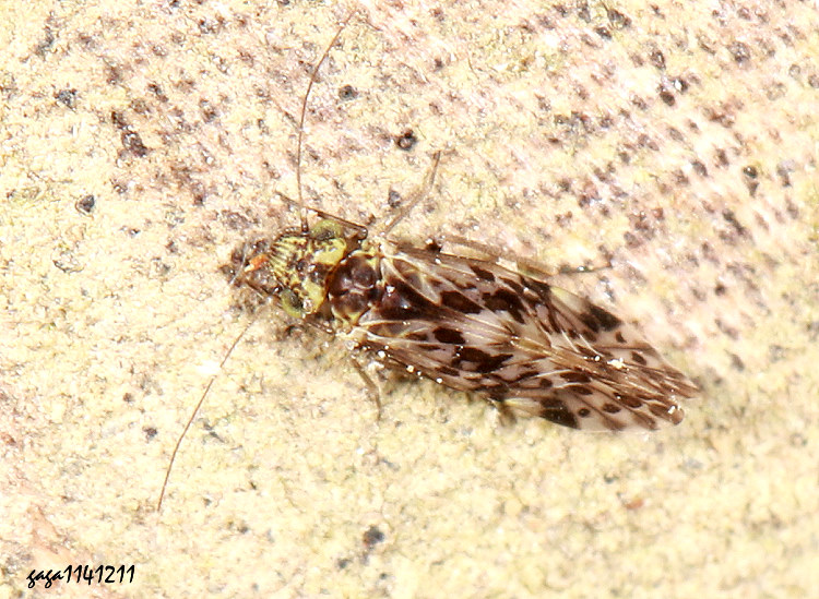 �S����� Trichadenotecnum sp.