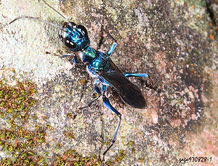 長背泥蜂 Ampulex difficilis