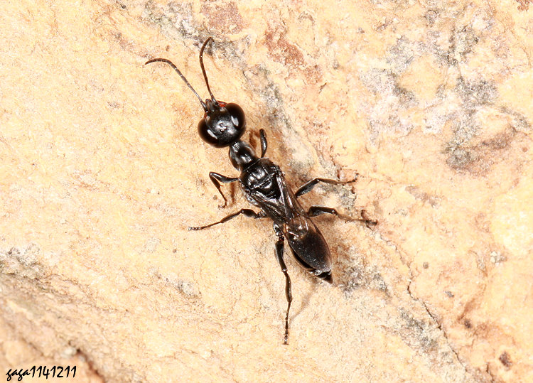 黑長背泥蜂屬 Dolichurus sp. 