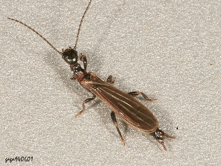 平凡等尾足絲蟻 Oligotoma saundersii