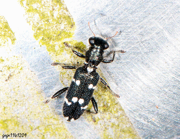 Callimerus duodecimpustulatus