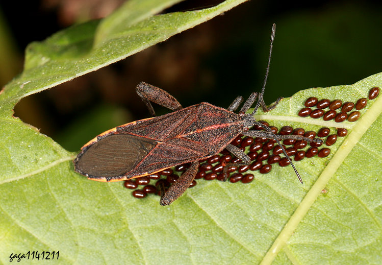 t϶H Physomerus grossipes  