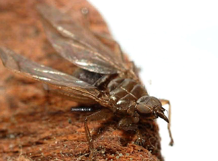 �F�� Pseudolynchus canariensis