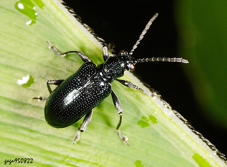 �`�Ų��V������ Lema cyanea