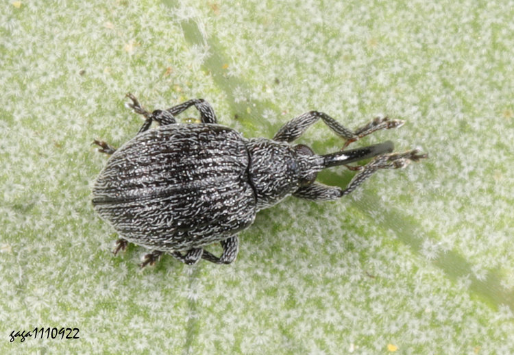 �w�L�H���� Pseudaspidapion sp. 