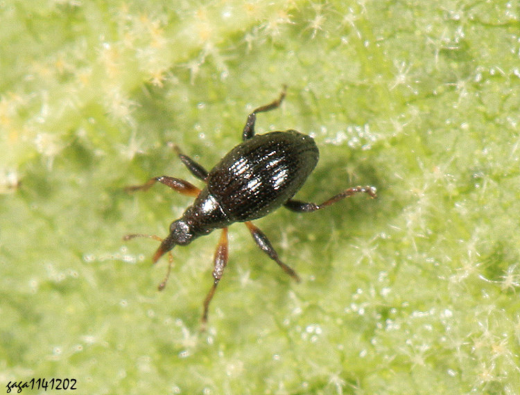 �w�L�H����&nbsp;&nbsp;Microconapion formosicola 