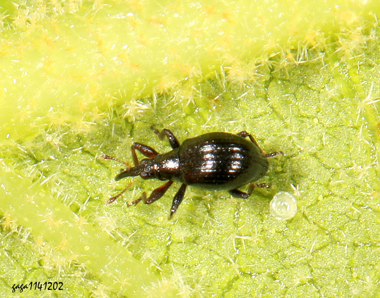 &nbsp;Microconapion formosicola 