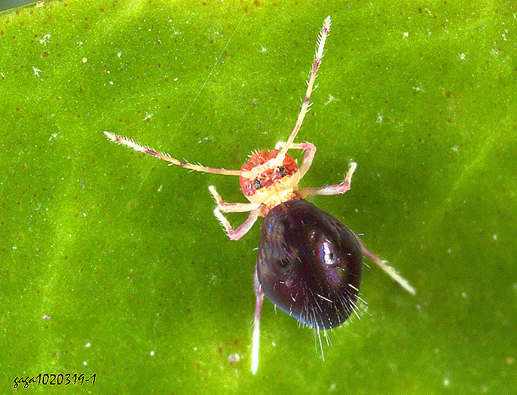 ������� Ptenothrix corynophora 