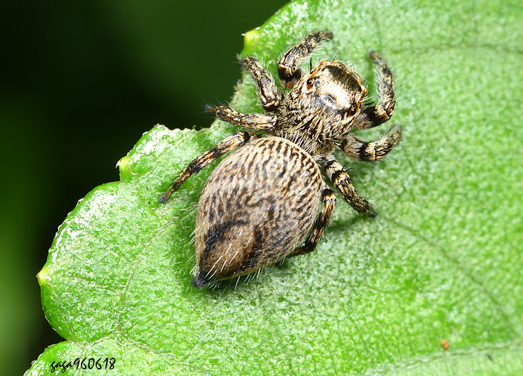 帶獵蛛 Evarcha fasciata 