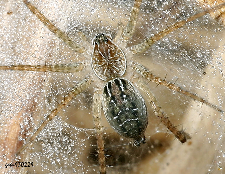 長疣馬蛛 Hippasa holmerae