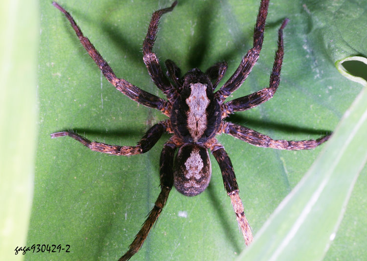 石垣櫛蛛 Bowie yaeyamensis