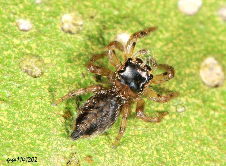 獵蛛屬 Evarcha sp. 