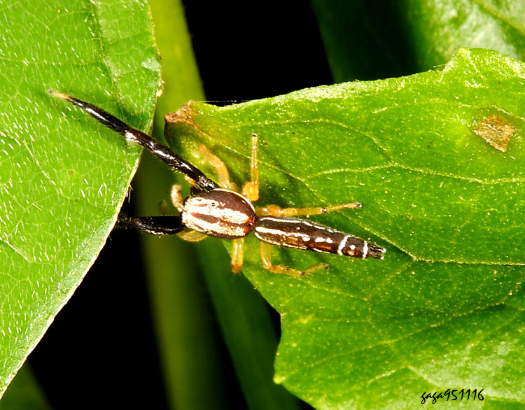 半紫平胸蛛&nbsp; Padillothorax semiostrinus