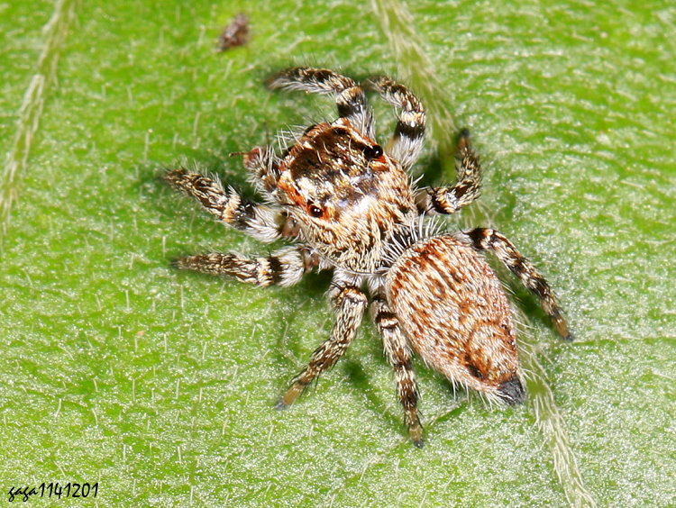 �쪬�y�� Evarcha bulbosa 