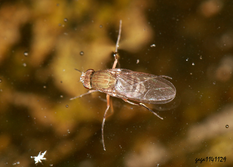 Brachydeutera meridionalis 