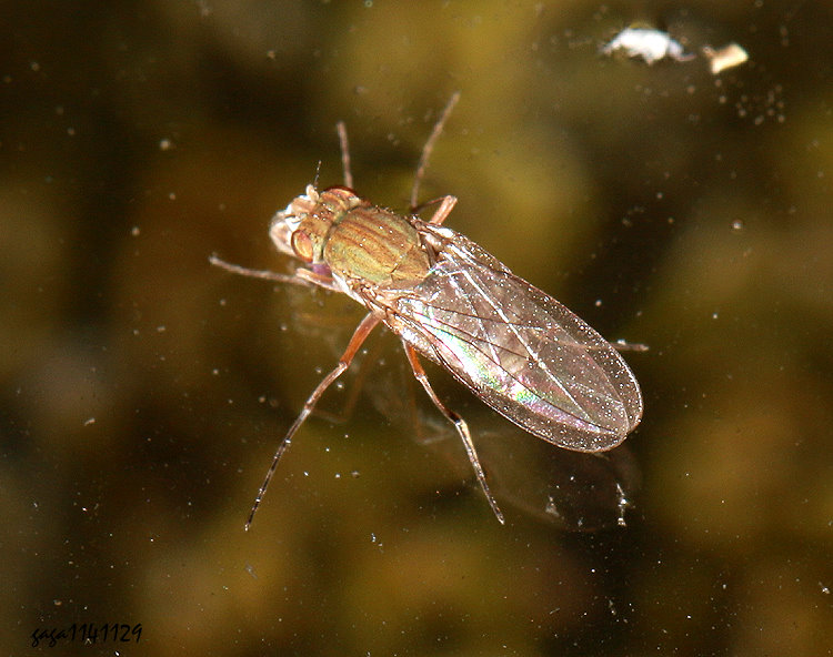 ���� Brachydeutera meridionalis 