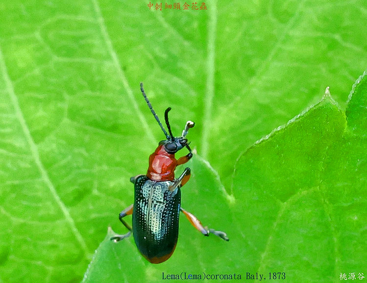 ������V������ Lema coronata