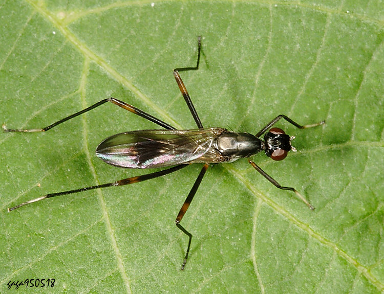 ���L�}���� Rainieria  sp.