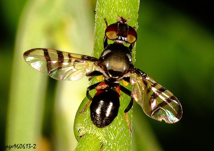 鄒蠅屬 Rivellia sp. 