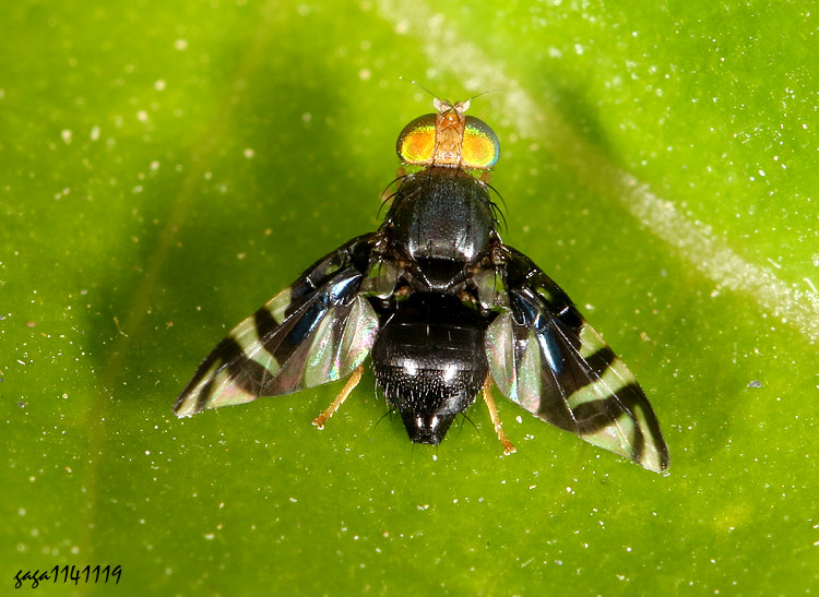 鄒蠅屬 Rivellia sp.&nbsp;&nbsp;&nbsp;