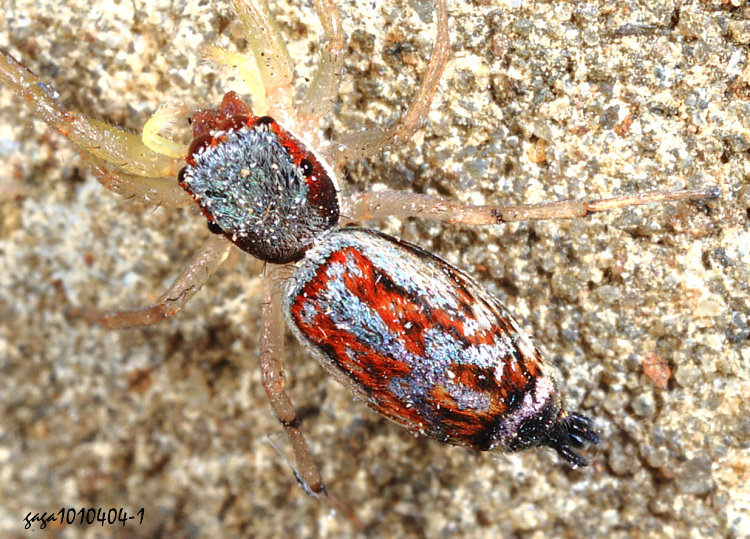 �u������� Chrysilla lauta