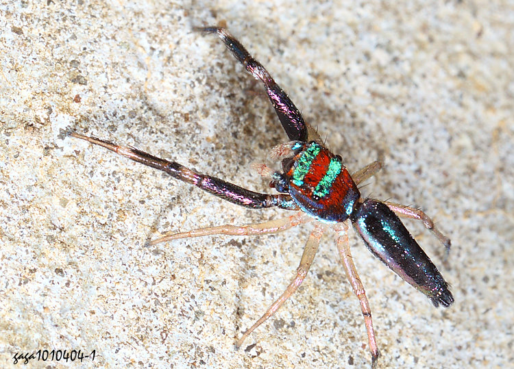 �u������� Chrysilla lauta