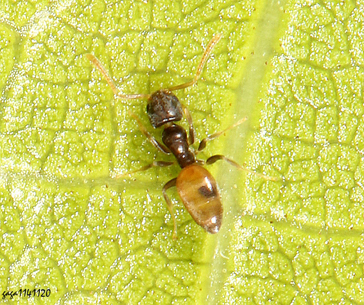 黑頭慌蟻 Tapinoma melanocephalum